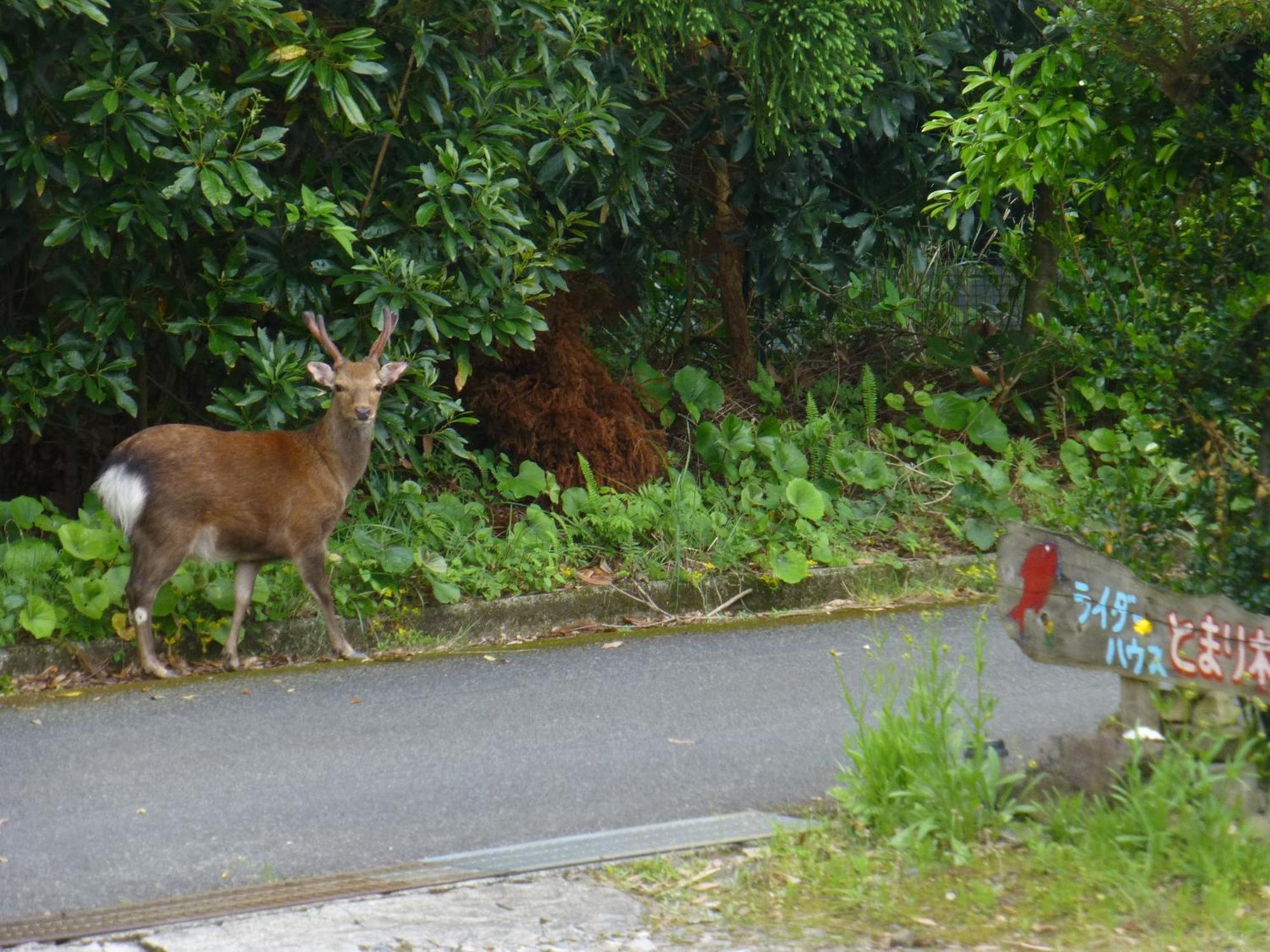 Tomarigi Hotell Yakushima  Exteriör bild